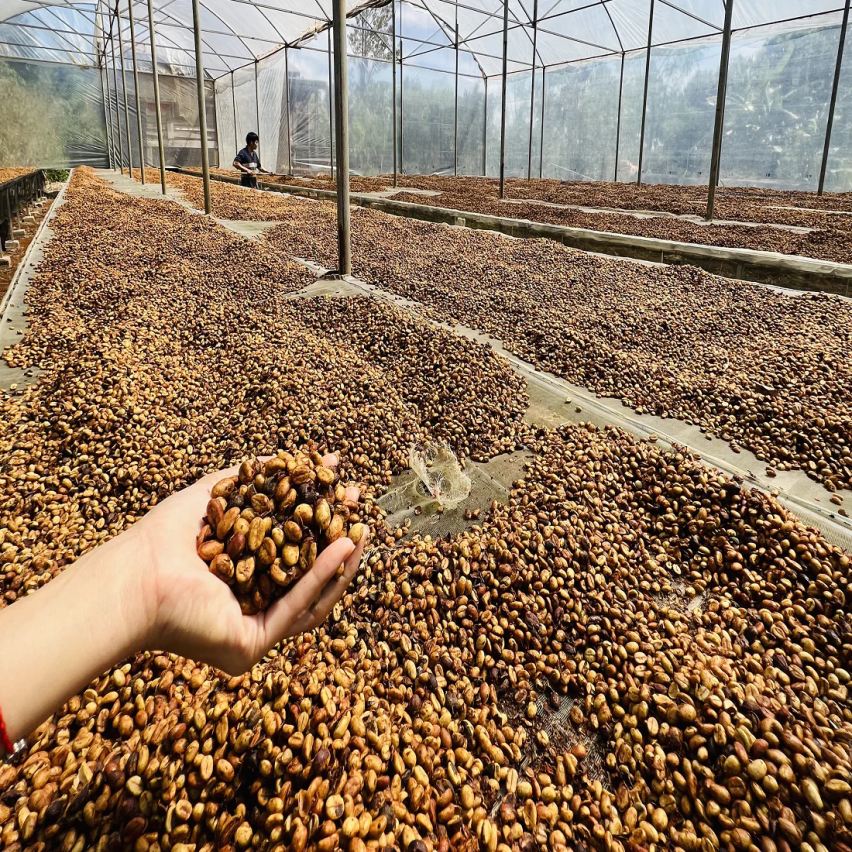 The Caphe Vietnam Fine Robusta (Honey Process) Vietnamese Whole Beans Coffee