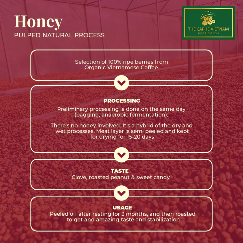 The Caphe Vietnam Fine Robusta (Honey Process) Vietnamese Whole Beans Coffee