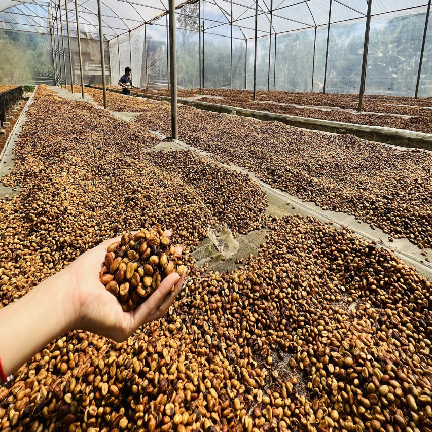 The Caphe Vietnam Fine Robusta (Honey Process) Ground coffee